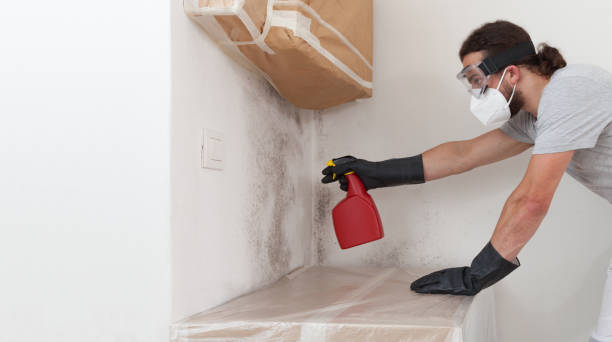 Professional Black Mold Removal technician working in Akron, PA